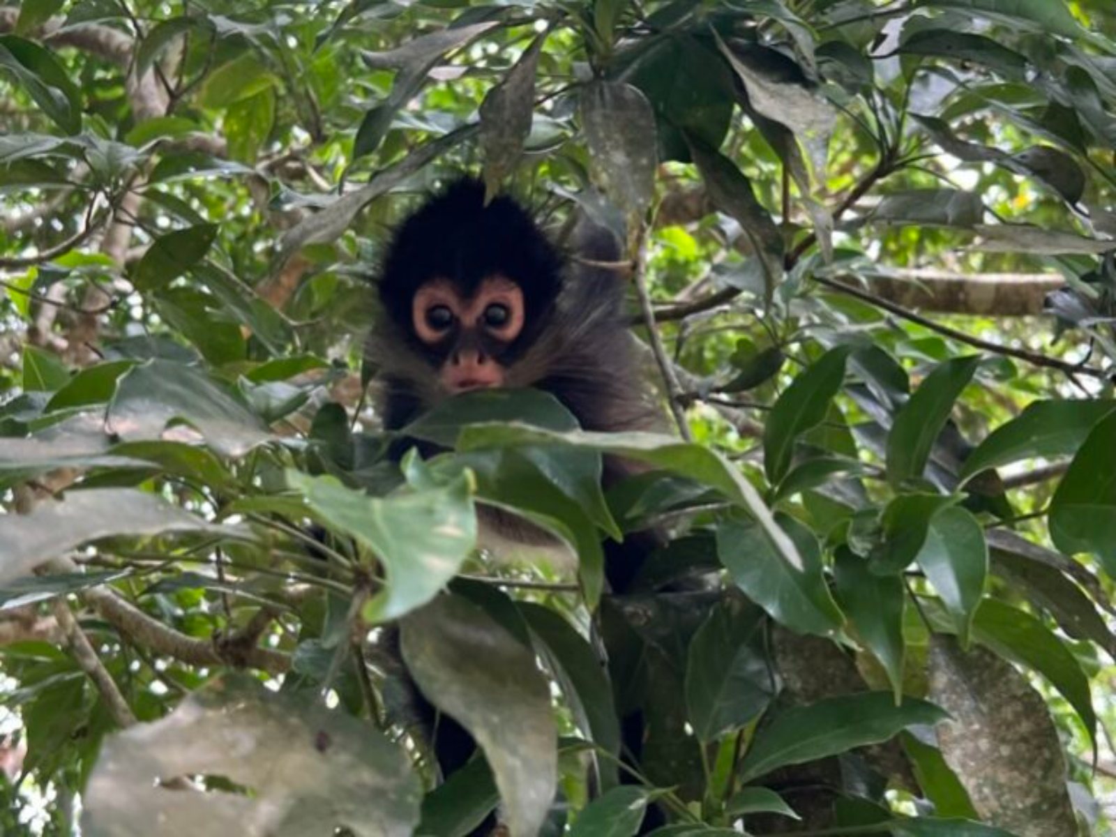 Científicos rescatan y reintegran a monos aulladores en la selva veracruzana 