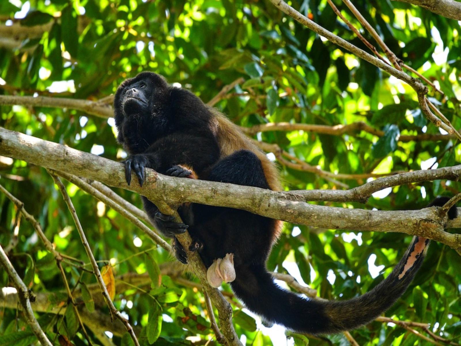 Científicos rescatan y reintegran a monos aulladores en la selva veracruzana 