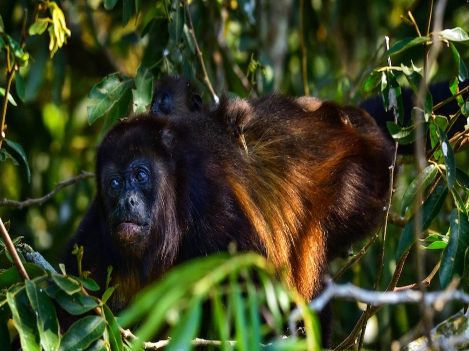 Científicos rescatan y reintegran a monos nativos en la selva veracruzana 