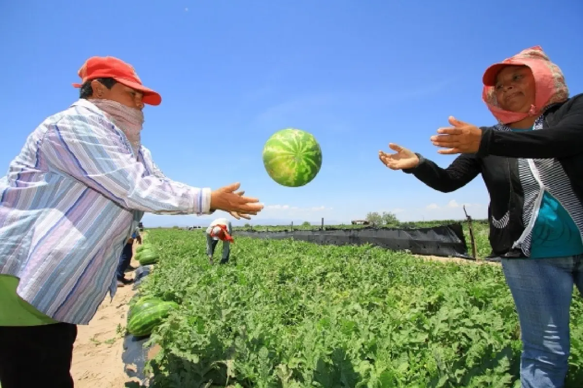 Personas lanzándose una sandia en un campo
