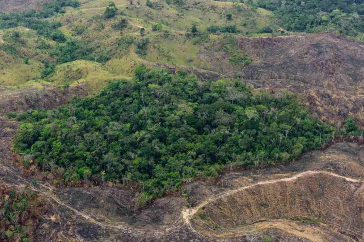 Frenan pérdida de bosque tropical en Latinoamérica, pero Brasil, Bolivia, Perú y Colombia continúan con daños severos