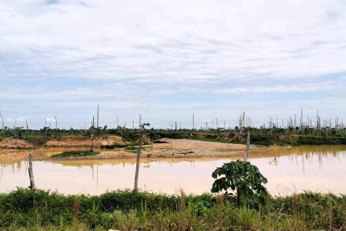 Frenan pérdida de bosque tropical en Latinoamérica, pero Brasil, Bolivia, Perú y Colombia continúan con daños severos