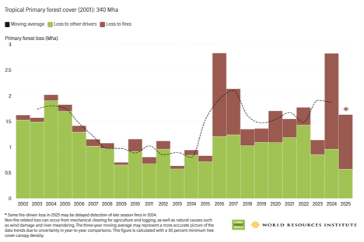 Frenan pérdida de bosque tropical en Latinoamérica, pero Brasil, Bolivia, Perú y Colombia continúan con daños severos