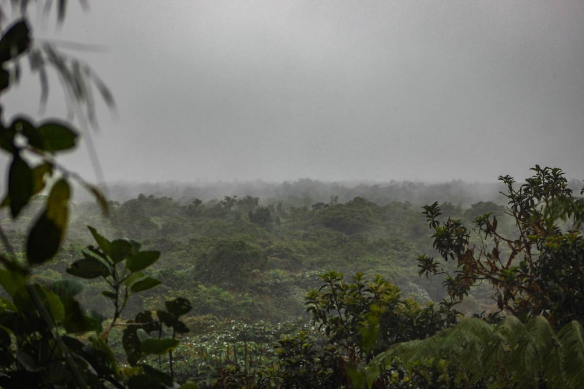 Frenan pérdida de bosque tropical en Latinoamérica, pero Brasil, Bolivia, Perú y Colombia hay daños 