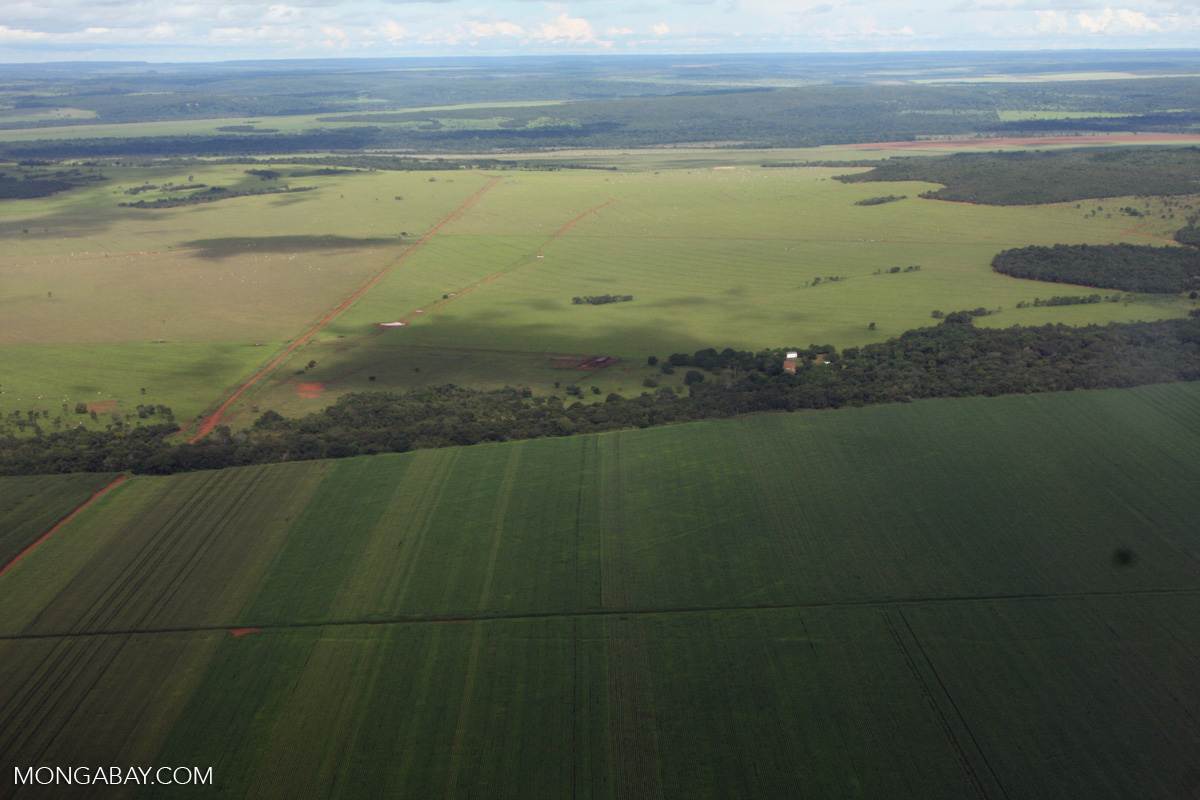 Frenan pérdida de bosque tropical en Latinoamérica, pero Brasil, Bolivia, Perú y Colombia hay daños 