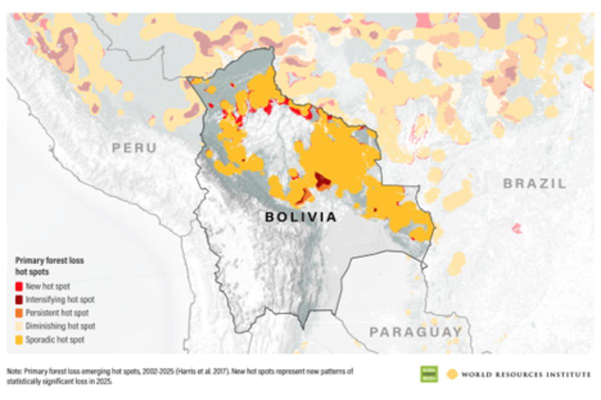 Frenan pérdida de bosque tropical en Latinoamérica, pero Brasil, Bolivia, Perú y Colombia hay daños 
