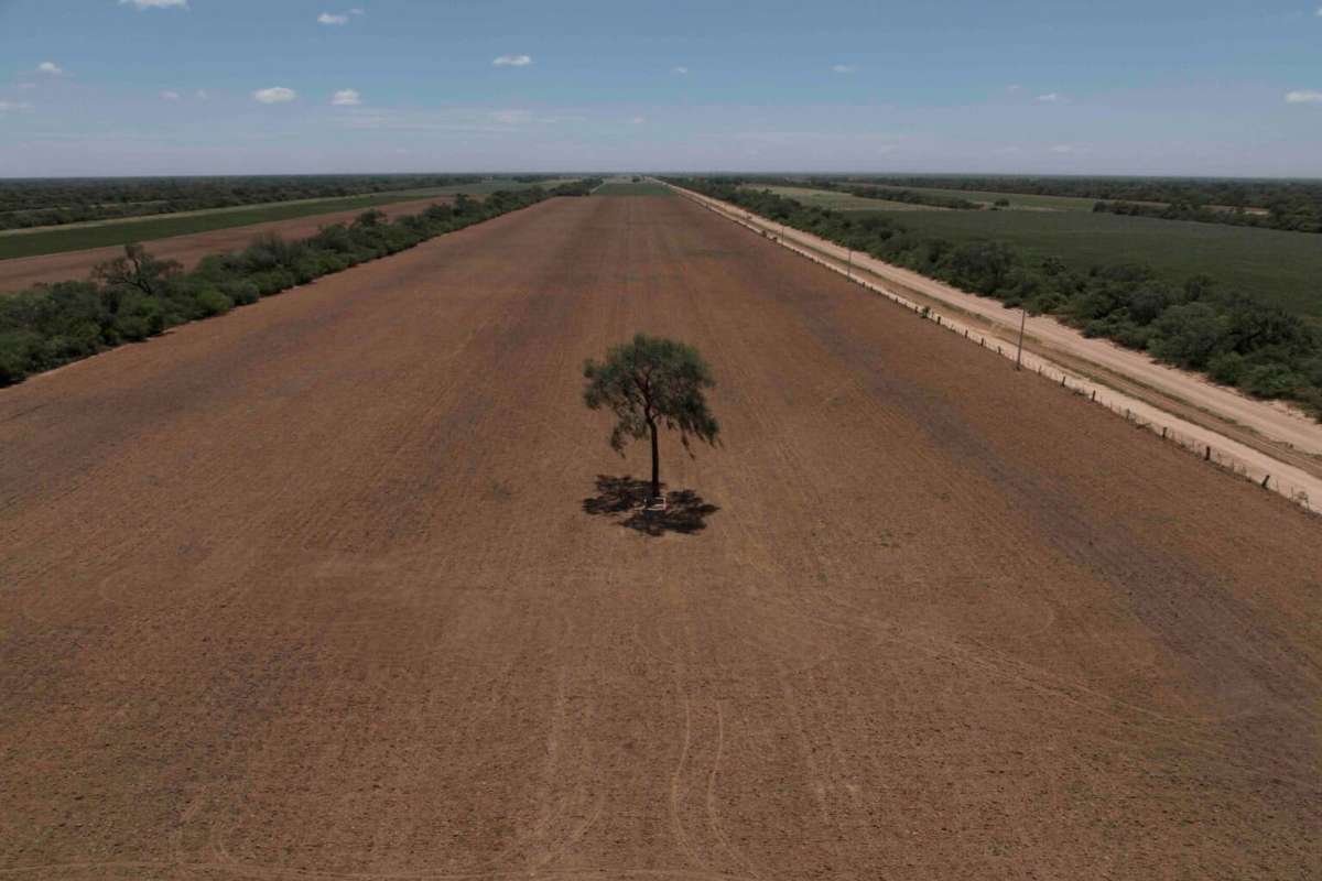 Frenan pérdida de bosque tropical en Latinoamérica, pero Brasil, Bolivia, Perú y Colombia hay daños 