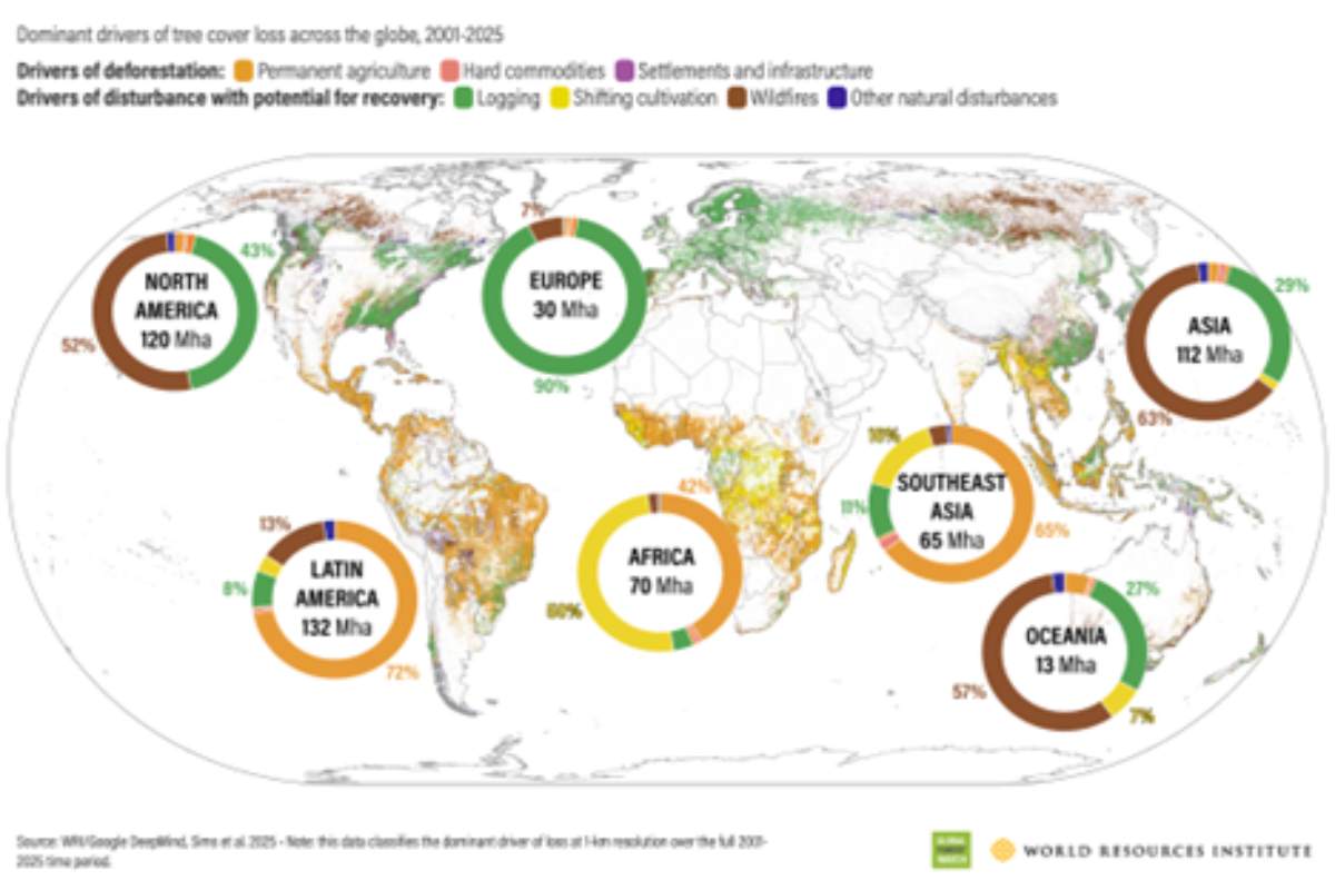 Frenan pérdida de bosque tropical en Latinoamérica, pero Brasil, Bolivia, Perú y Colombia hay daños 