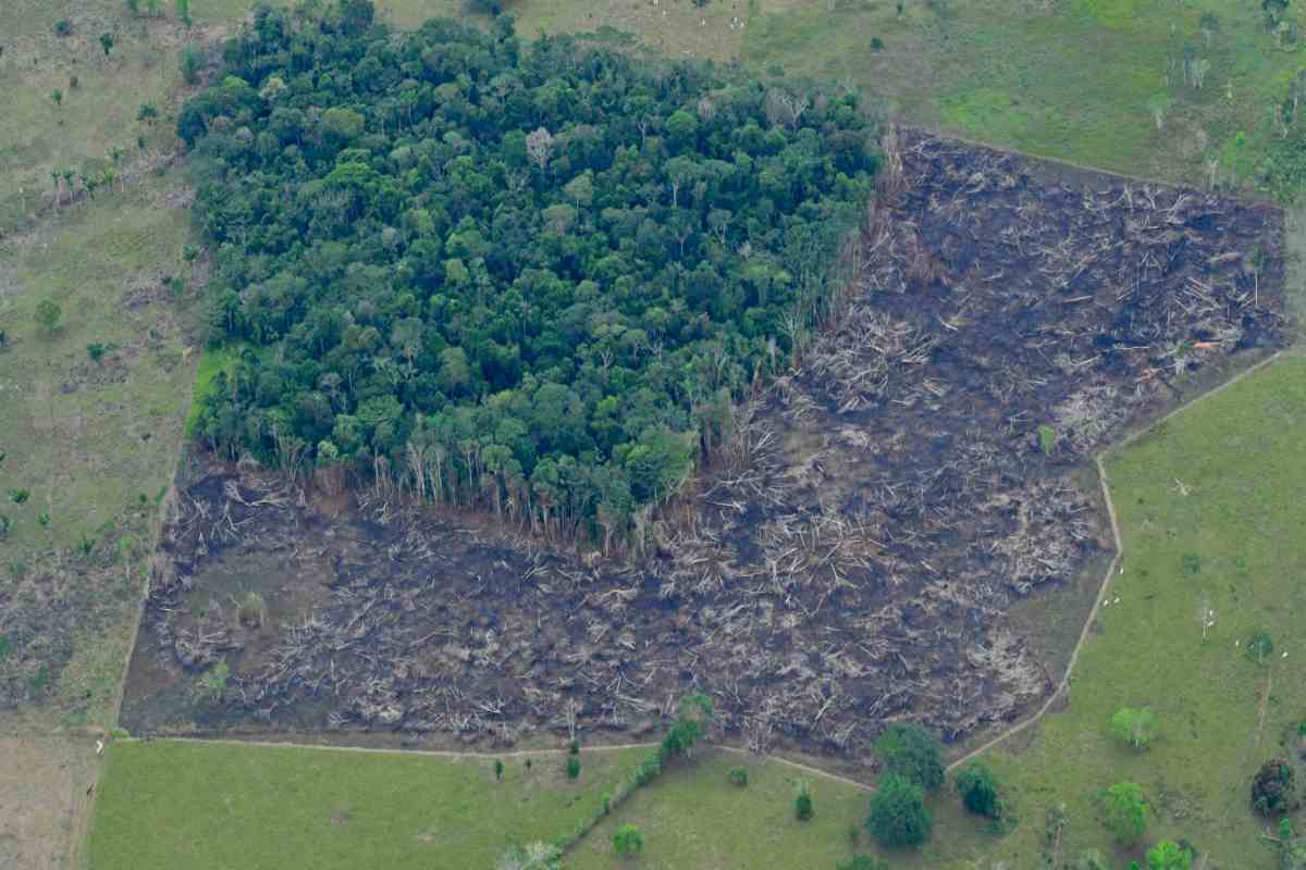 Frenan pérdida de bosque tropical en Latinoamérica, pero Brasil, Bolivia, Perú y Colombia hay daños 