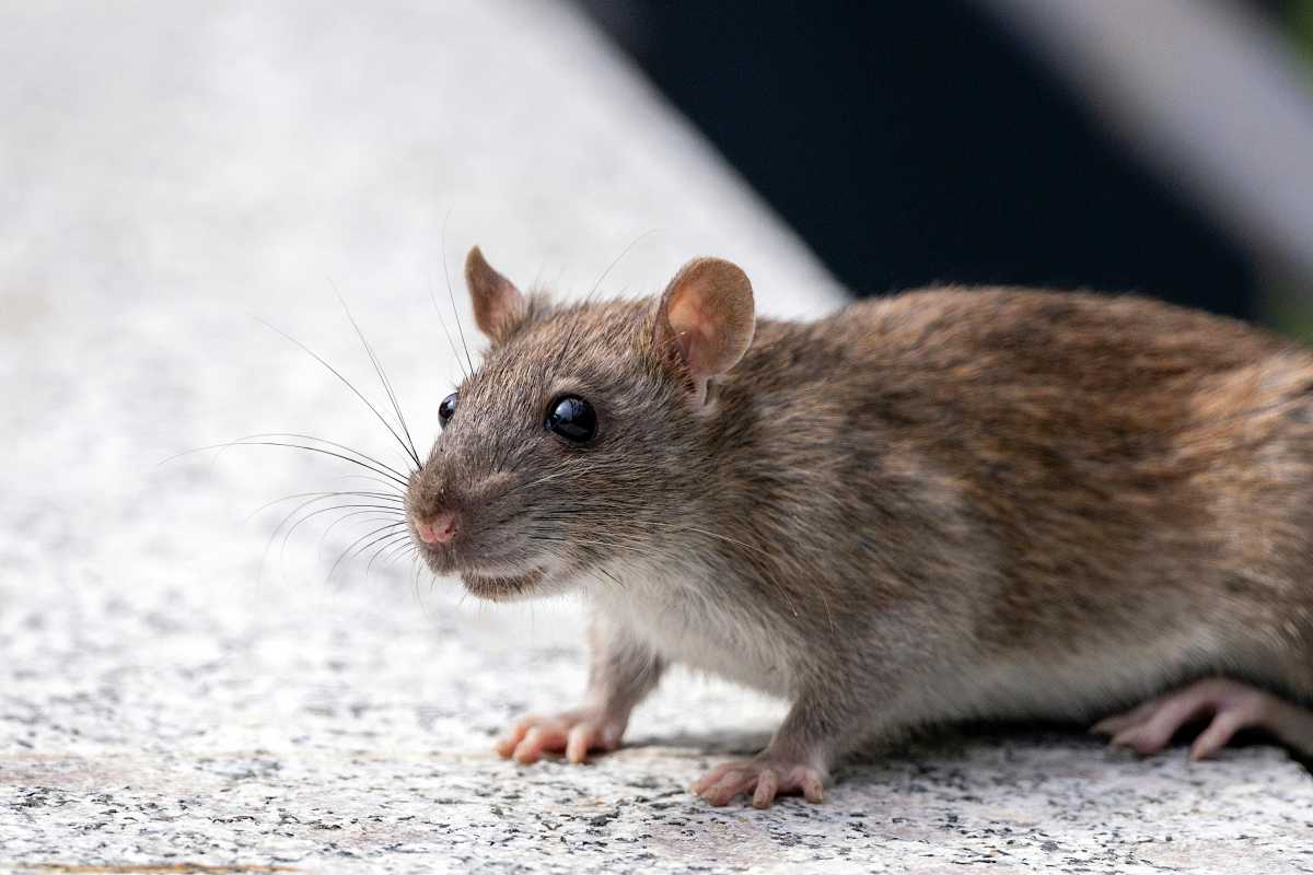 El hantavirus es una enfermedad que puede provocar enfermedades graves en las personas
