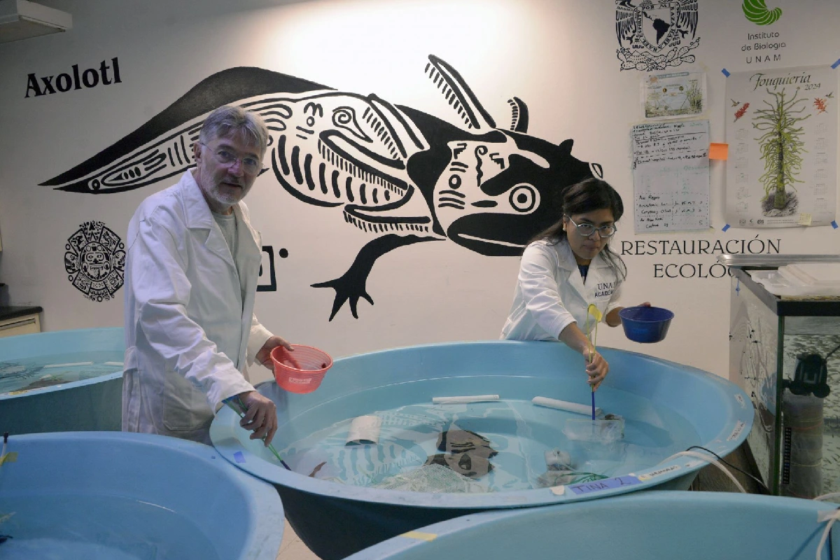 Investigadores trabajando con ajolotes
