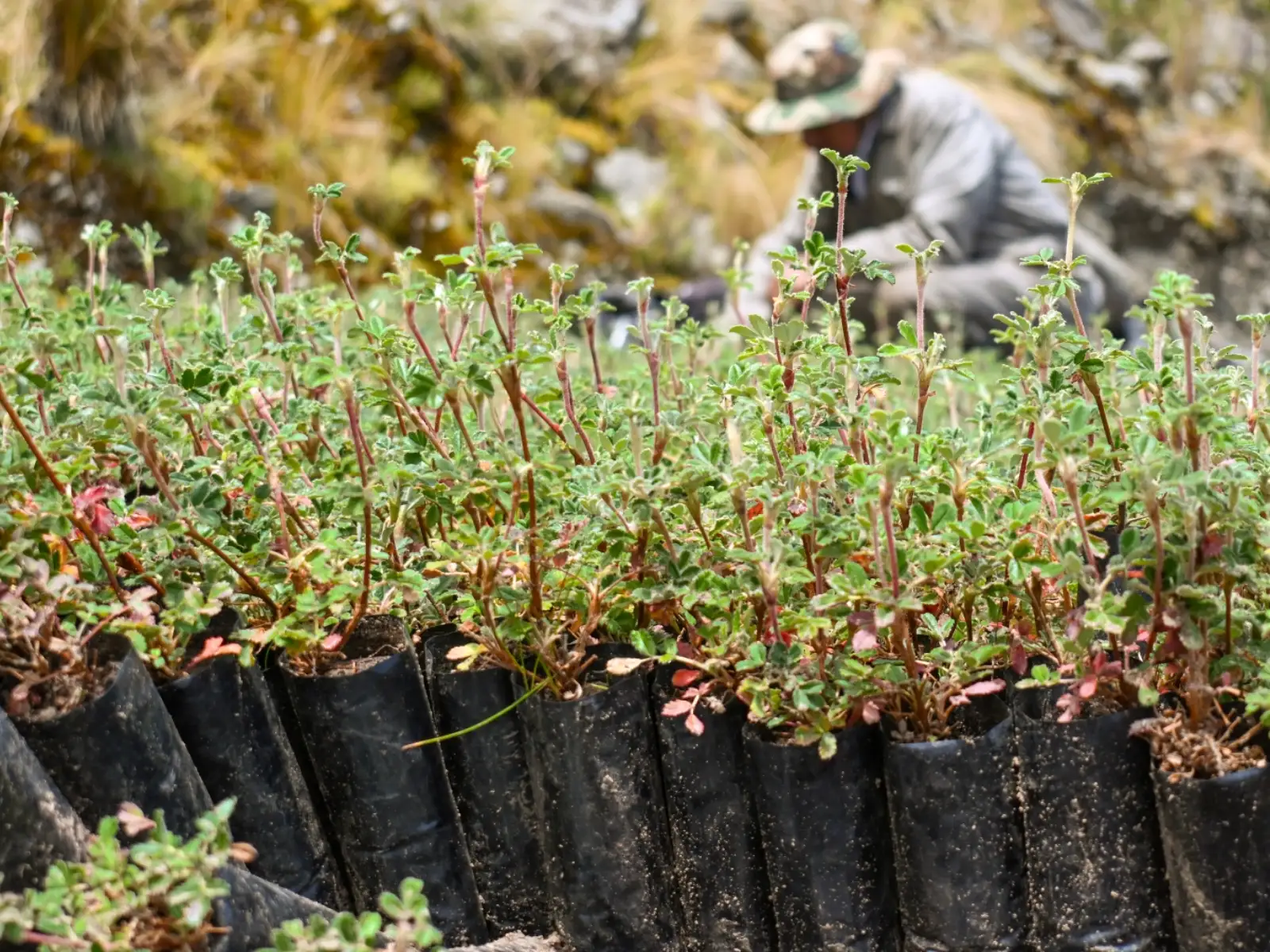 Plantines de kewiña cultivados en los viveros