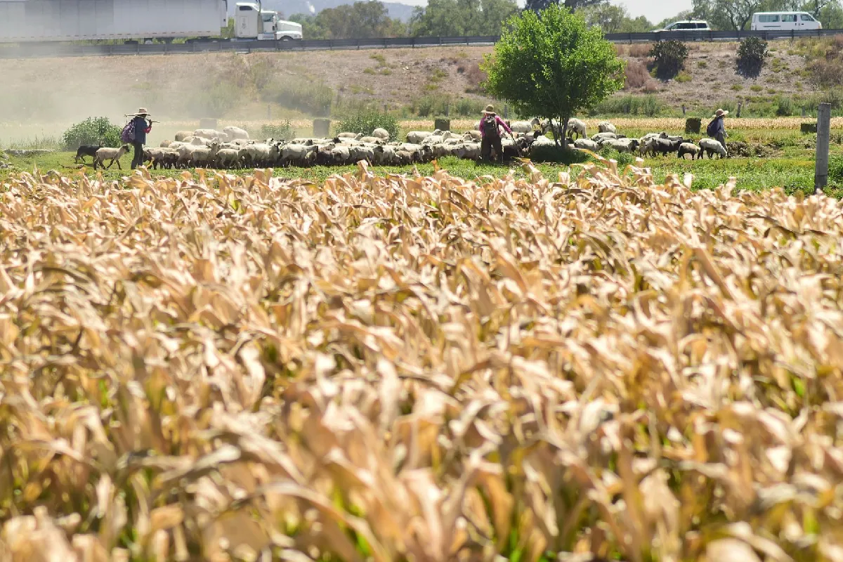 El gobierno federal firmó un acuerdo sobre los precios del maíz blanco. 