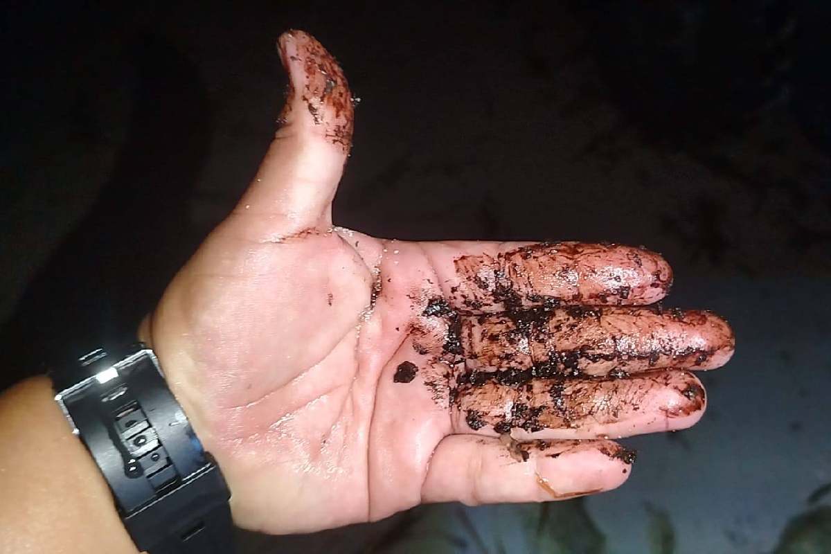Reportan hidrocarburo en zonas de anidación de la tortuga carey en playas de Campeche