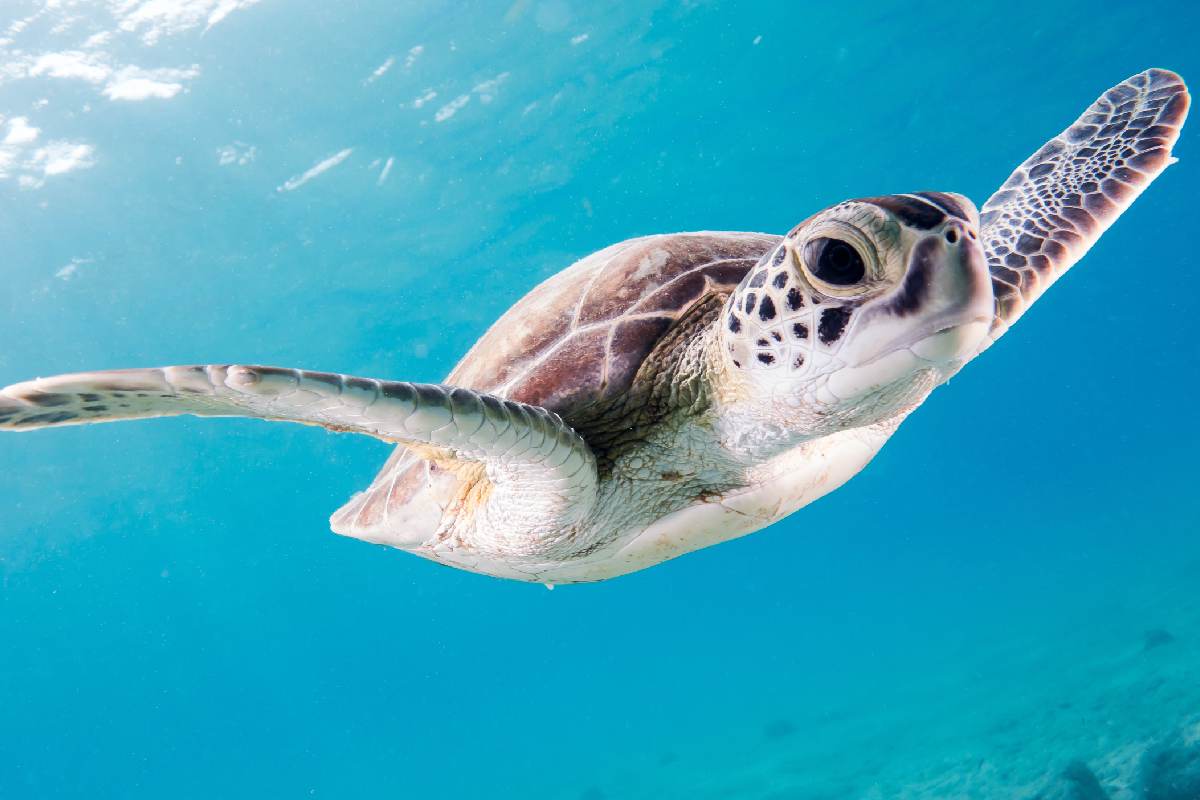 Reportan hidrocarburo en zonas de anidación de la tortuga carey en playas de Campeche