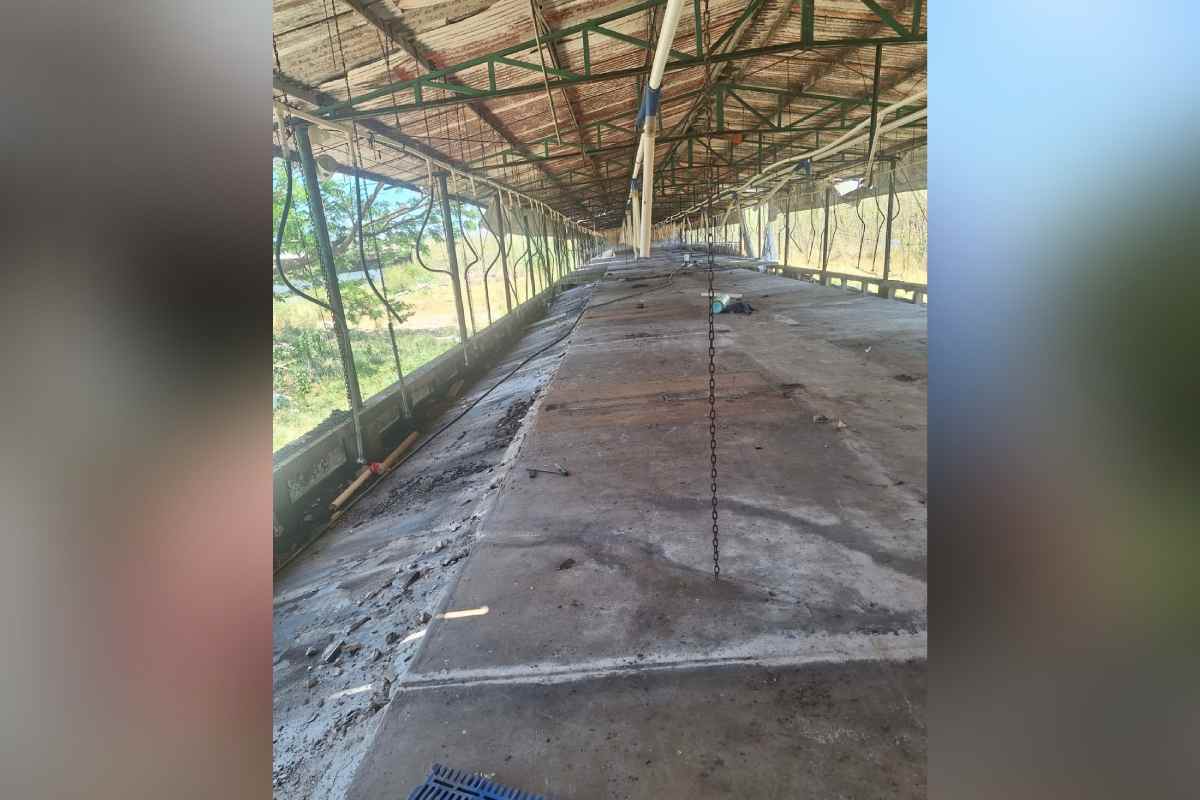 Retiran 41 mil cerdos de granja en Mérida que fue clausurada por daños ambientales 