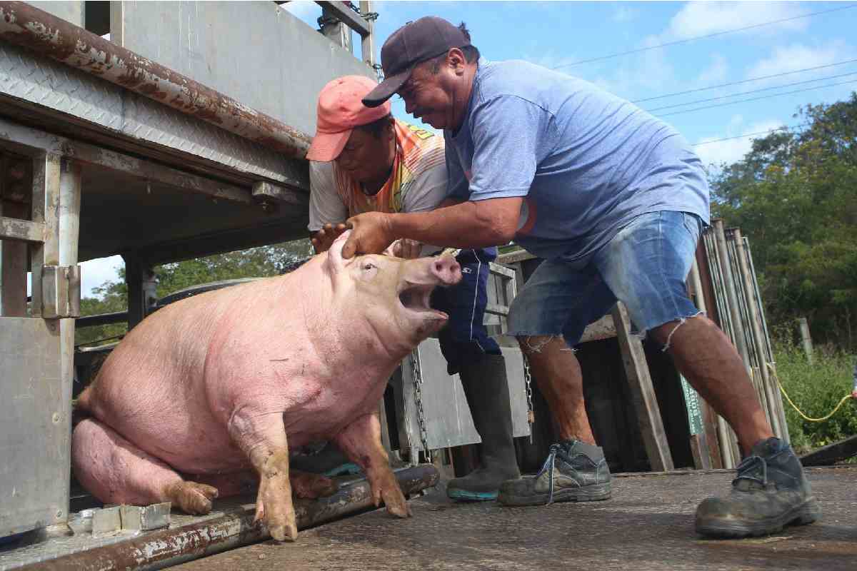 Retiran 41 mil cerdos de granja en Mérida que fue clausurada por daños ambientales 