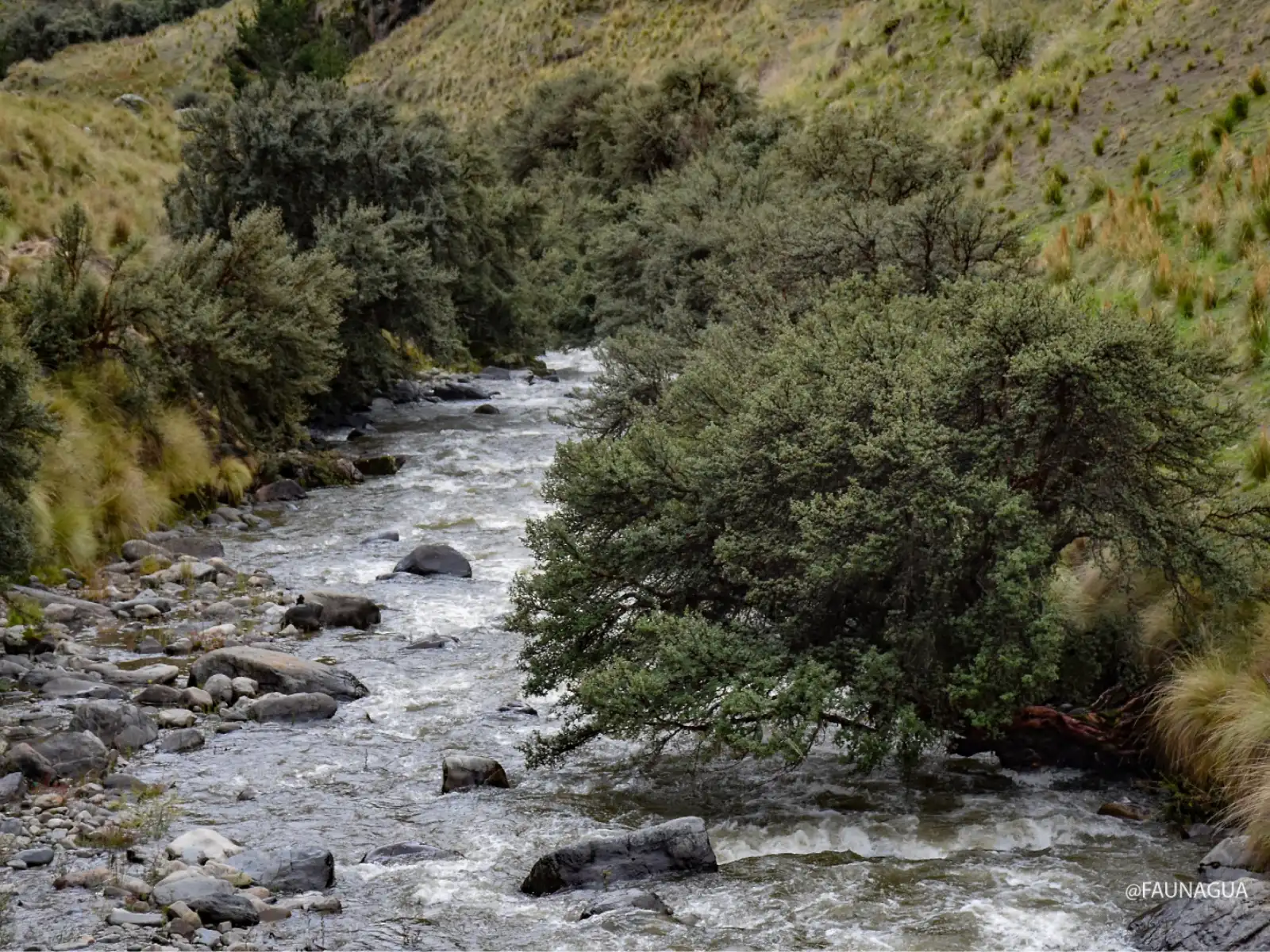 Una hilera de árboles y al centro un río 