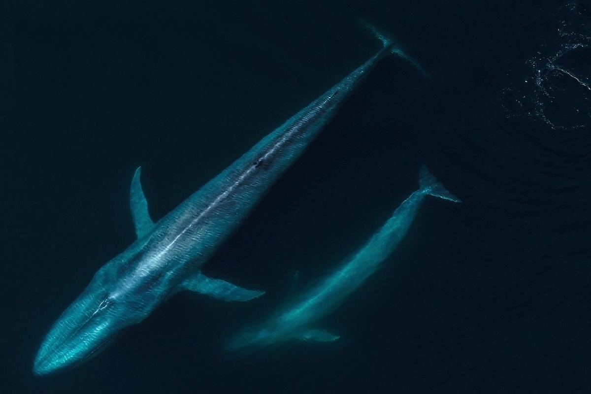 Hábitat de reproducción de la Ballena Azul