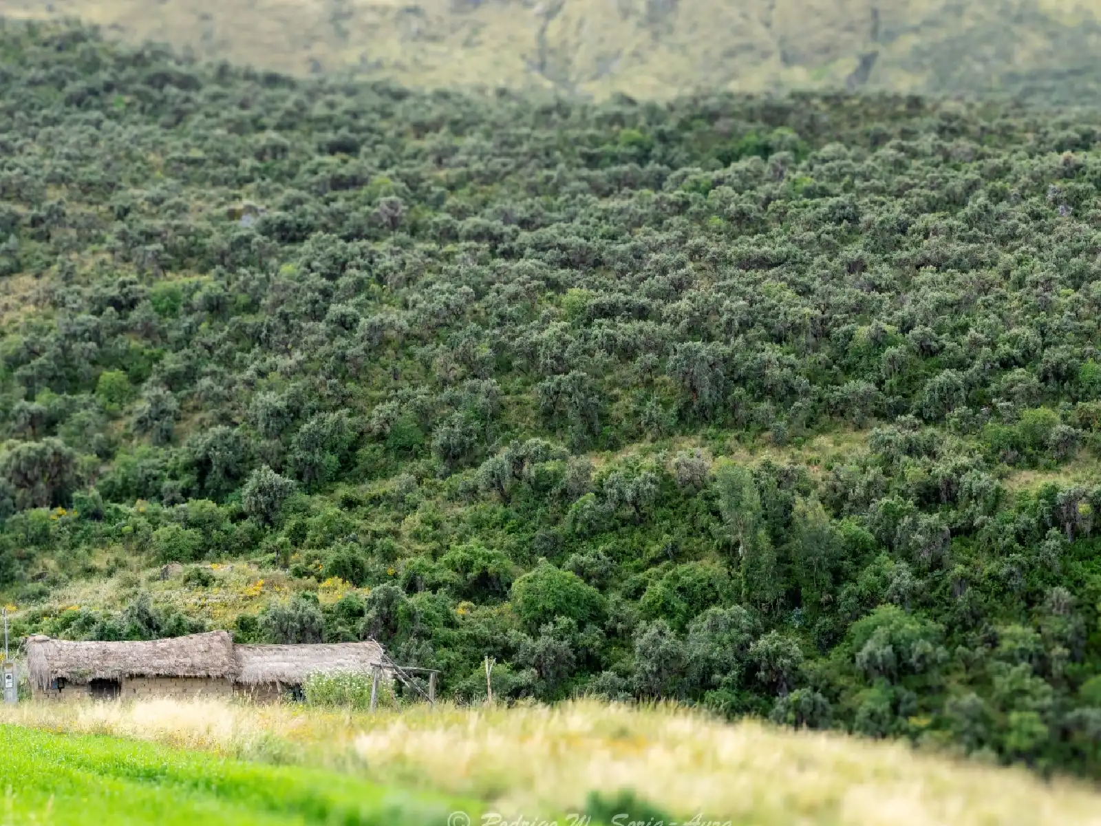  bosque de kewiñas 