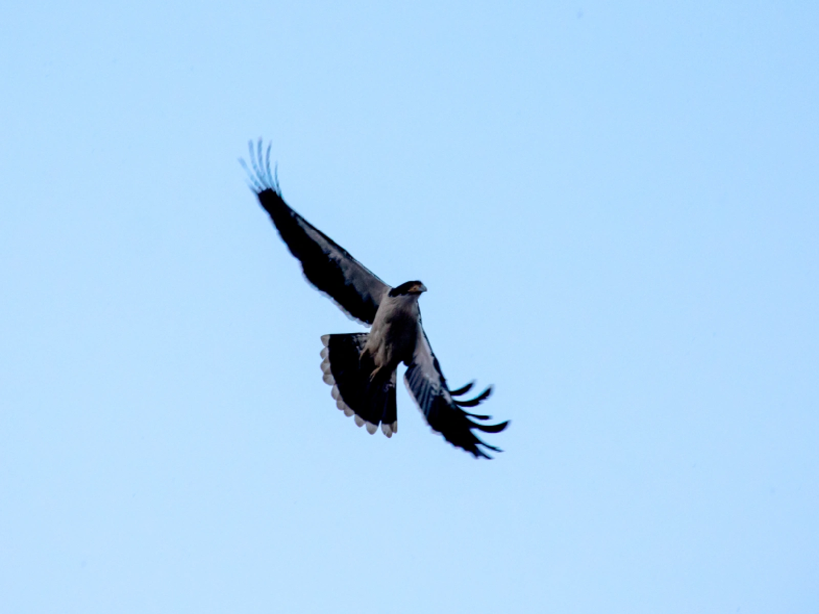caracara de garganta blanca ( Daptrius albogularis ) volando