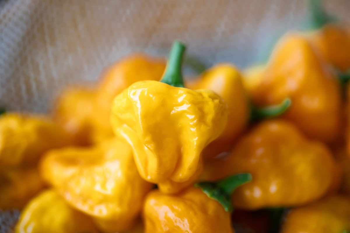 Acercamiento a la textura del chile habanero