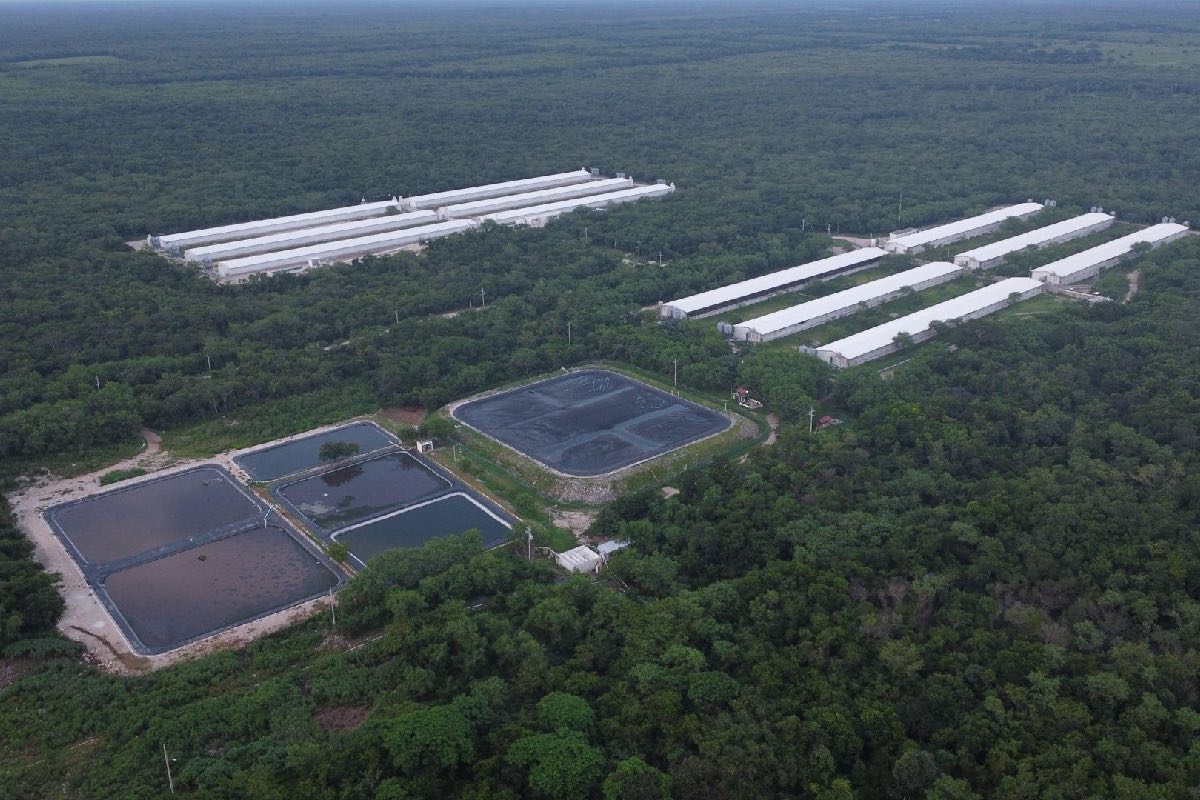 granja cerdos Kekén Yucatán
