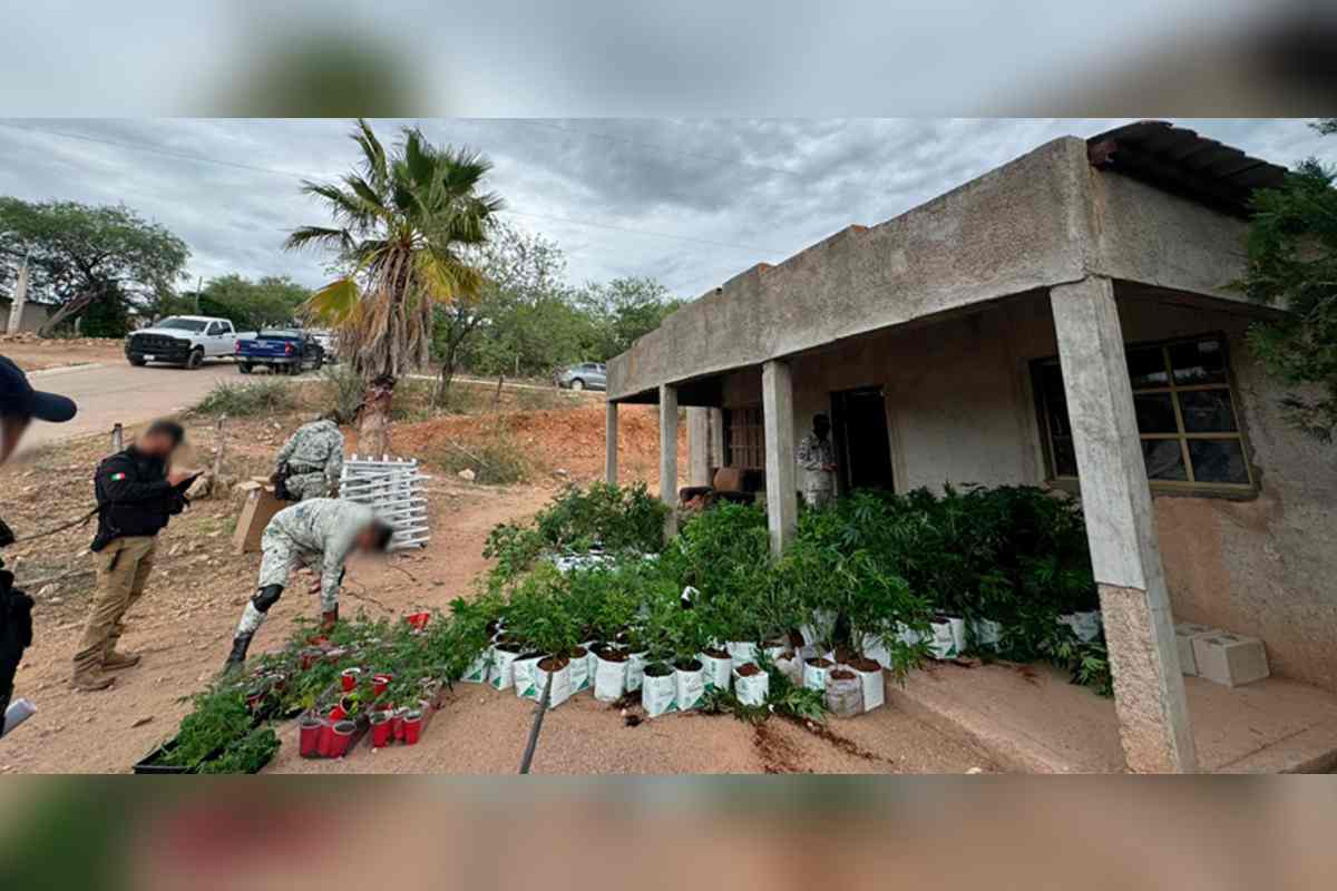 desmantelan-invernadero-800-plantas-marihuana-operativo-cucurpe-sonora-2