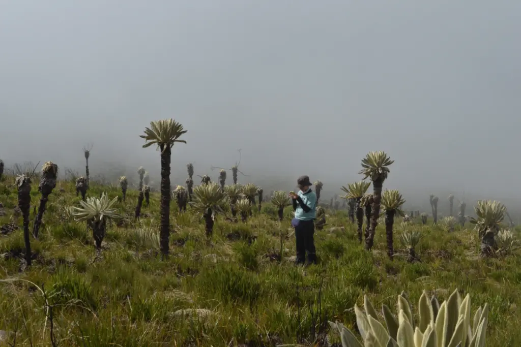 Enero de 2025, Paula Uzcátegui, usa la aplicación con la que etiquetaba el frailejón que veía con respecto a la imagen que tomaron con el dron, para confirmar si estaba vivo o muerto. Foto: Cortesía de Paula Uzcátegui/Mongabay