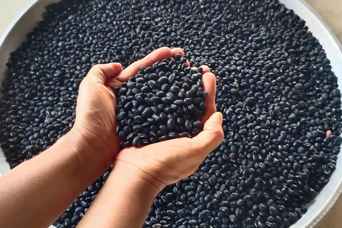 Manos sostienen un puño de frijoles negros
