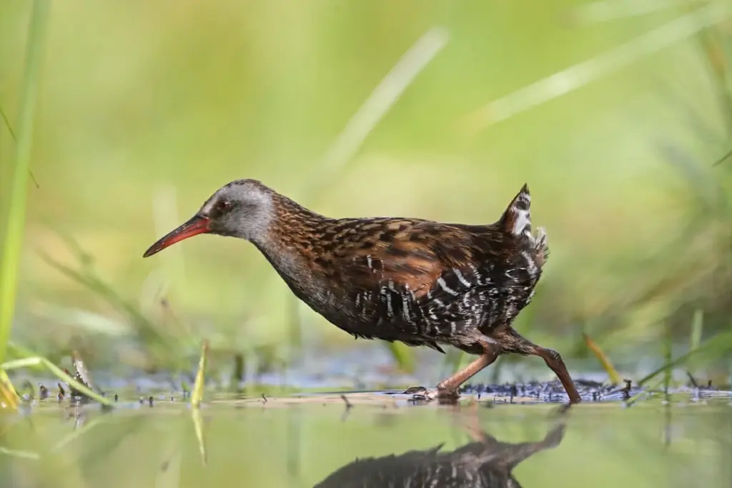 Gallineta chica (Rallus antarcticus), una misteriosa ave que se creyó extinta durante 40 años en la Patagonia argentina. Foto: cortesía Hernán Povedano/Mongabay