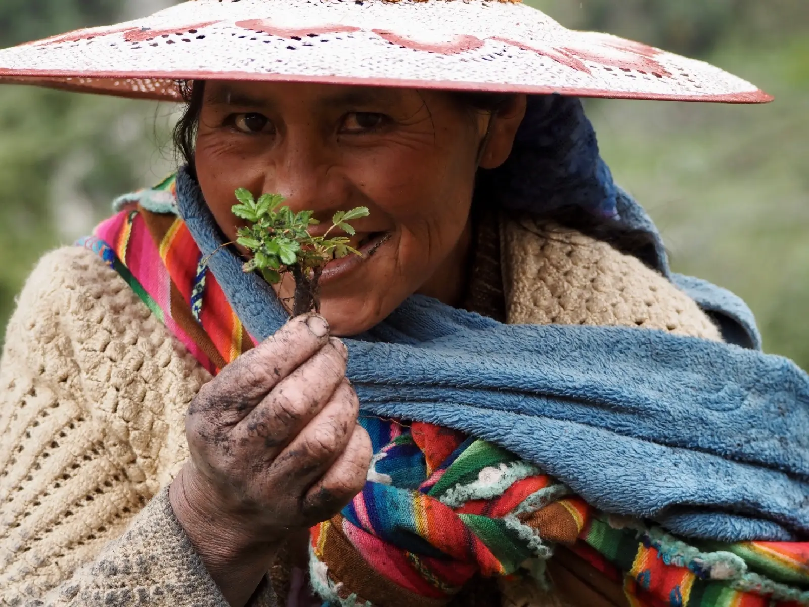 Una mujer quechua mira a la cámara sonriendo mientras sostiene con una mano un injerto de árbol. 