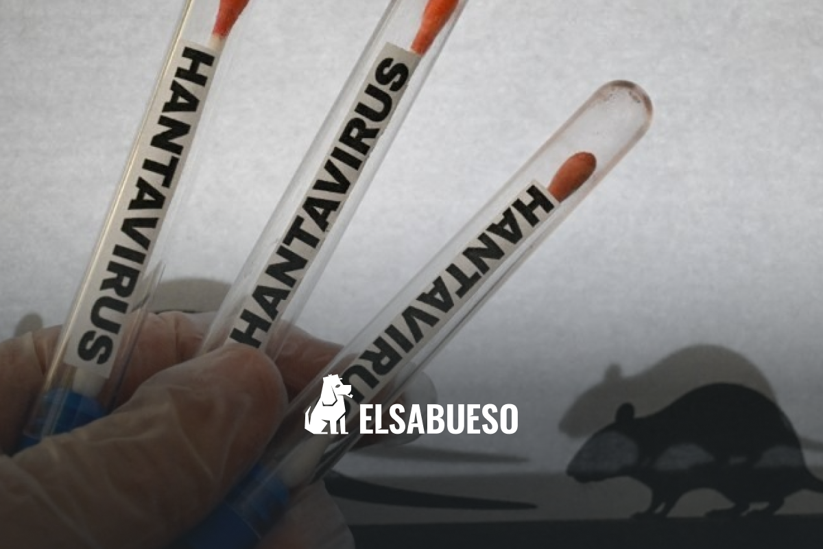 Hantavirus en México: síntomas similares a influenza y falta de vigilancia complican su detección