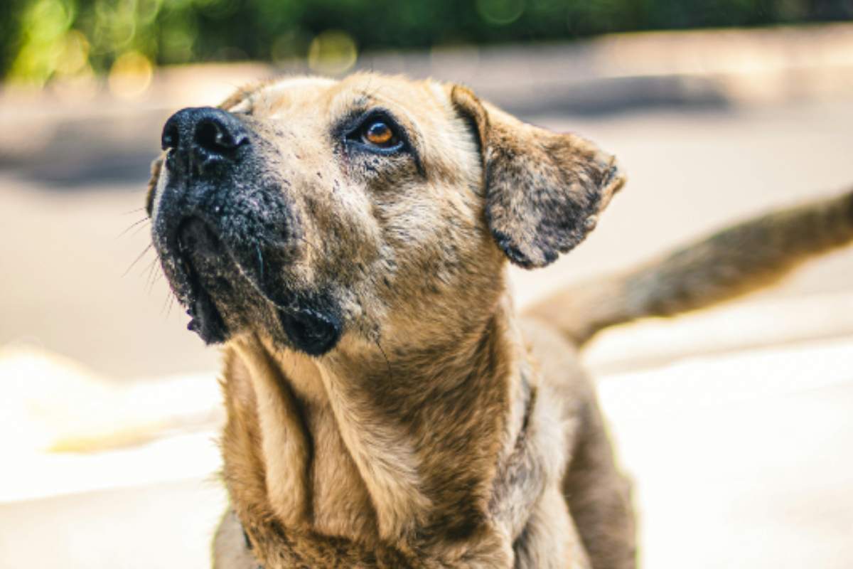 ¿Cómo proteger a tus mascotas de un golpe de calor?