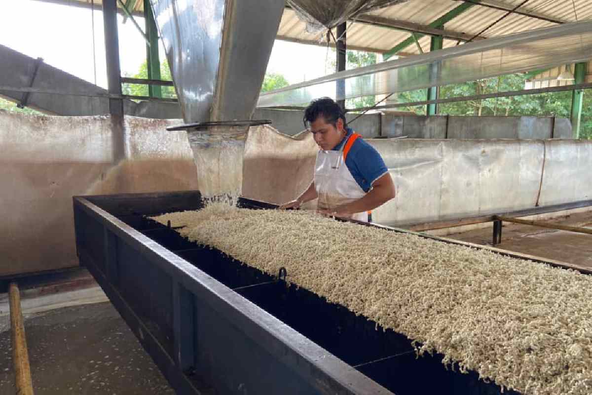 planta productora y maquiladora de gomas de hule natural y de resinas beneficiada con un préstamo
