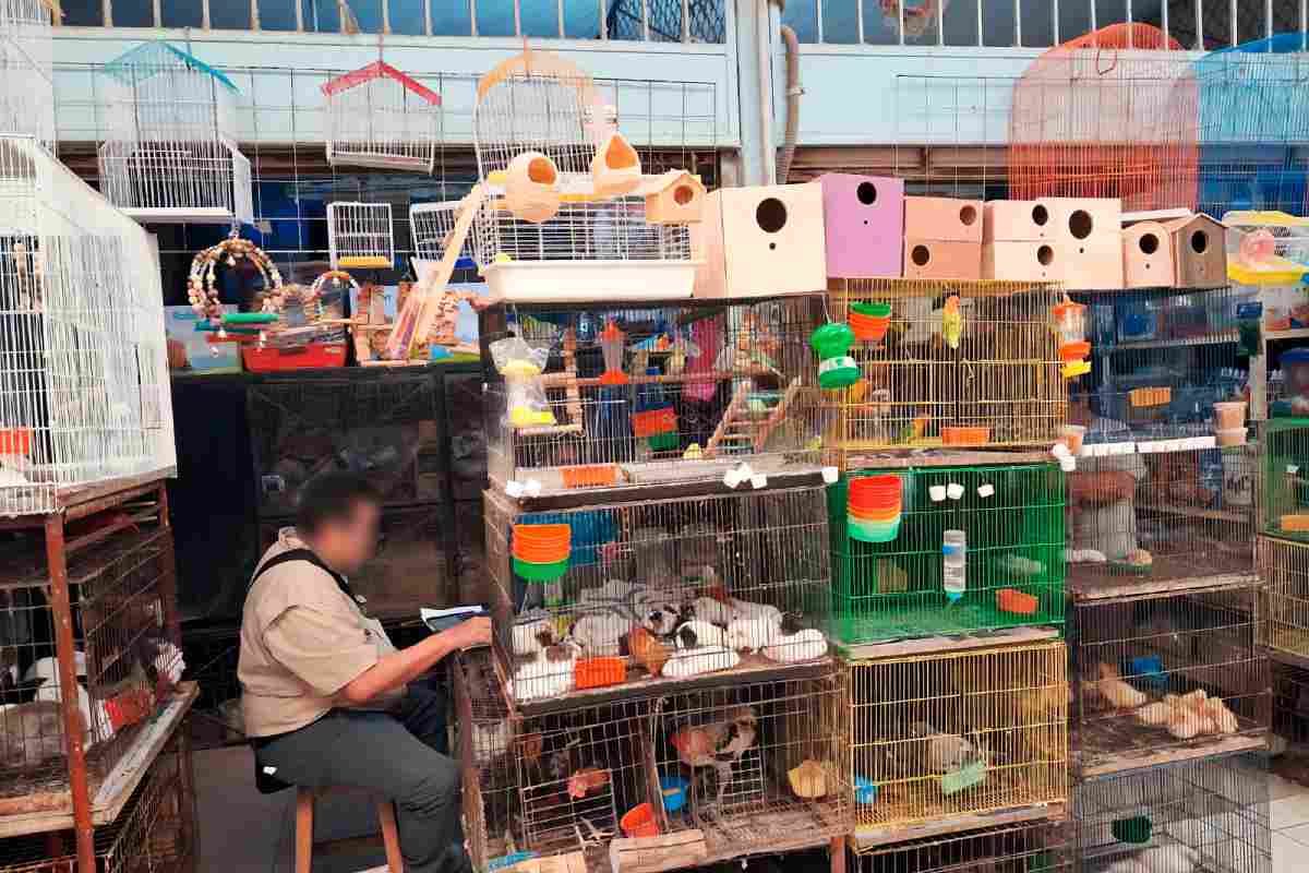 profepa-asegura-animales-silvestres-venta-ilegal-mercado-merida-2
