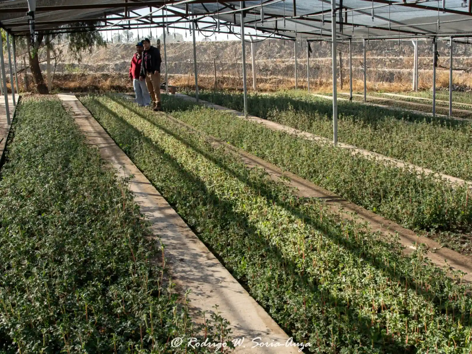 Vivero con dos personas al fondo 