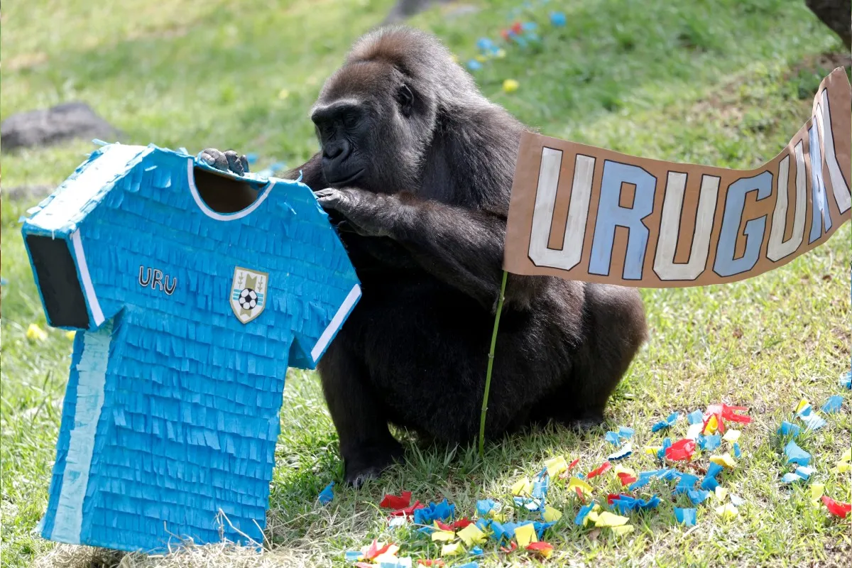 animales del zoológico de Guadalajara predicen resultados del Mundial 2026 