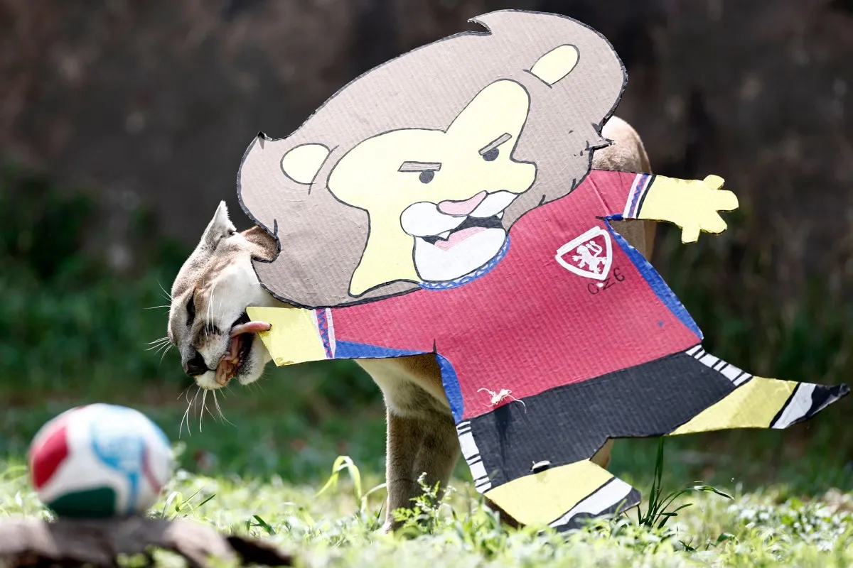 animales del zoológico de Guadalajara predicen resultados del Mundial 2026 