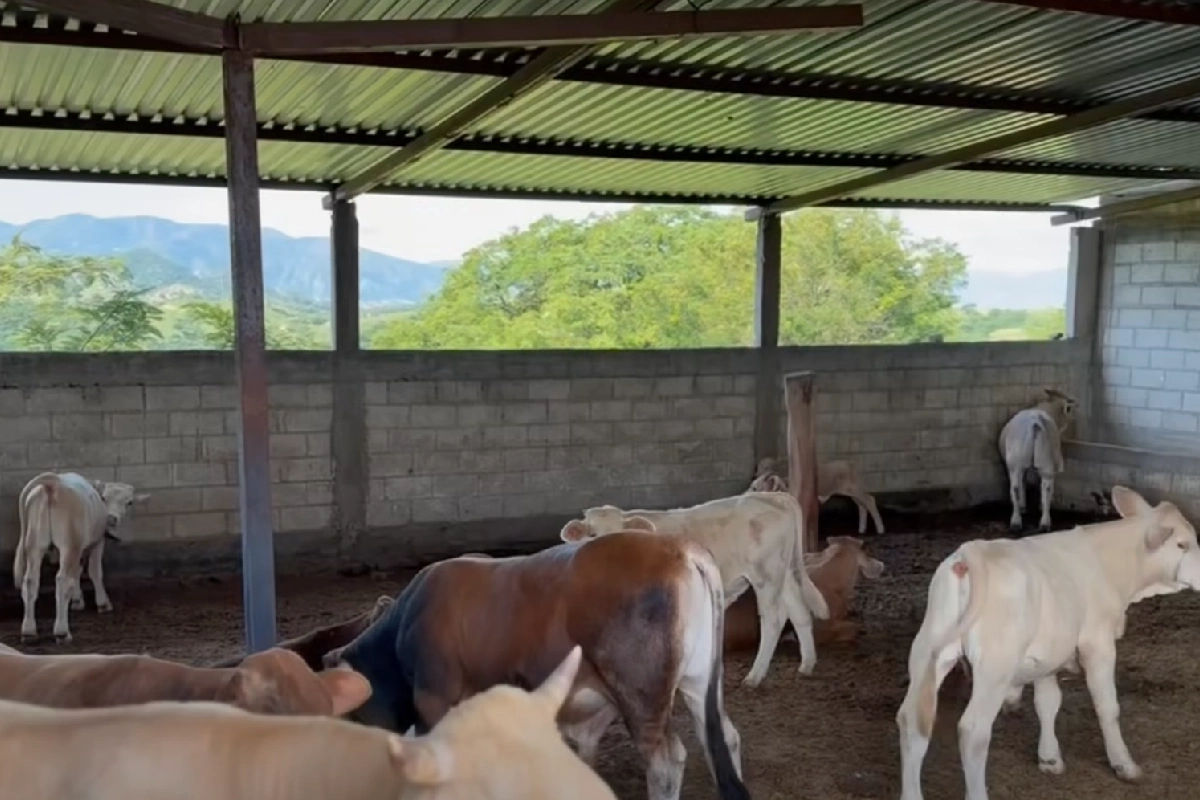 Desplazados por la violencia en Olinalá, Guerrero, comienzan a volver a sus hogares; se mantienen operativos de seguridad