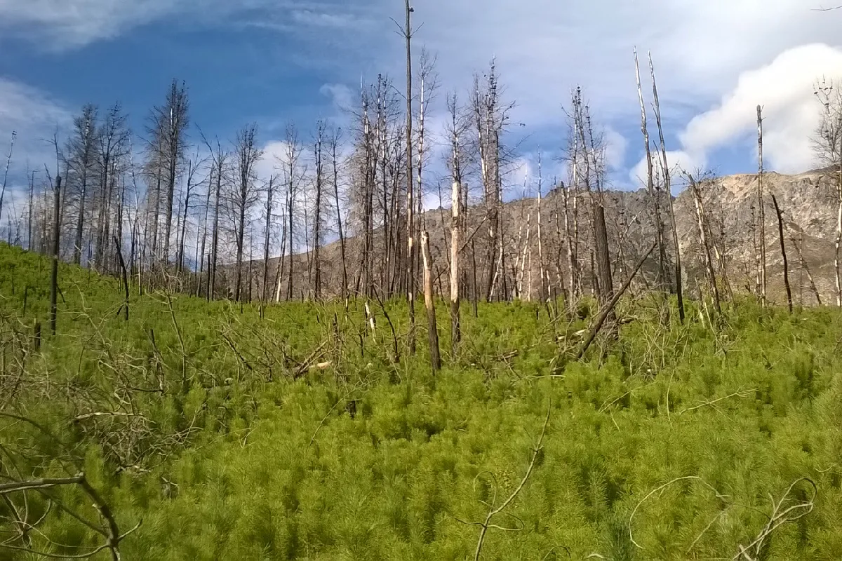 Día Mundial del Medioambiente: investigaciones que buscan generar acciones ante las consecuencias del cambio climático