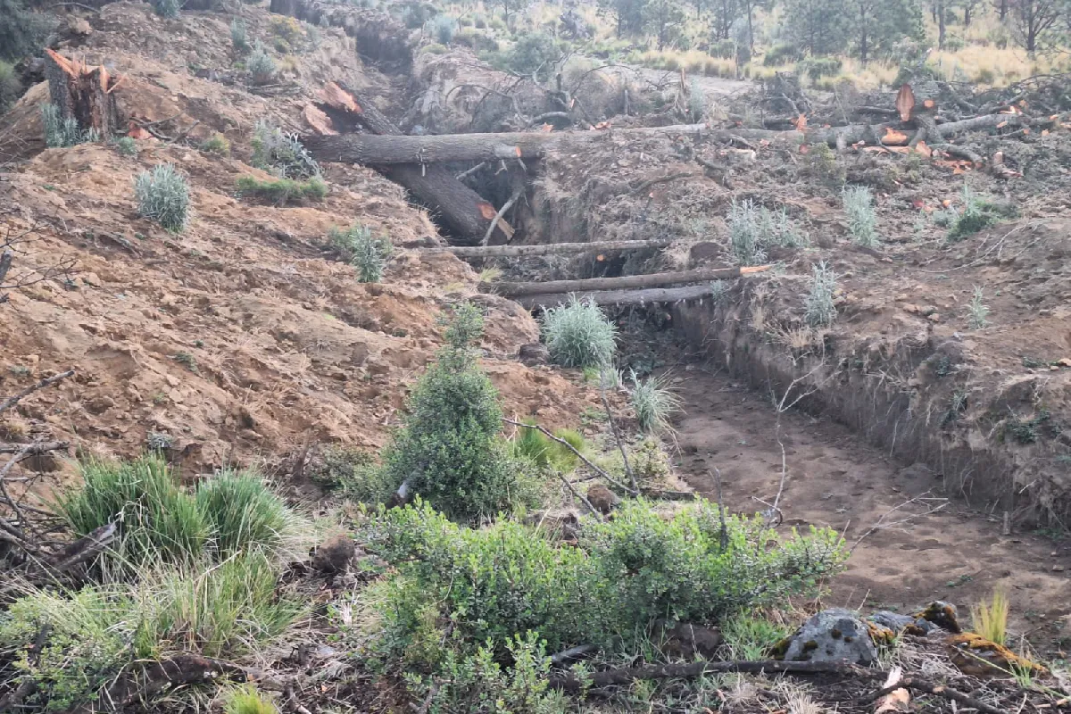 El bosque que da agua al Valle de México: Atlapulco entre balas, tala ilegal y una comunidad dividida