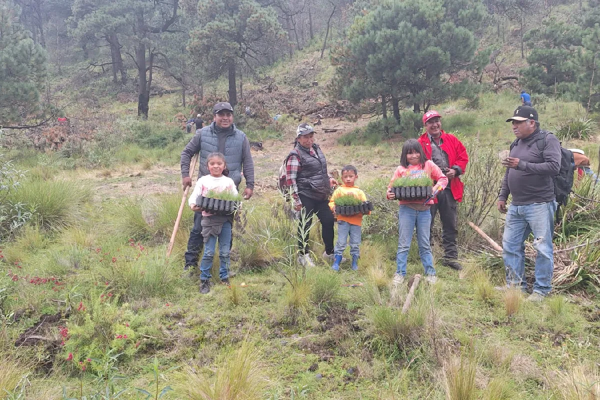 El bosque que da agua al Valle de México: Atlapulco entre balas, tala ilegal y una comunidad dividida