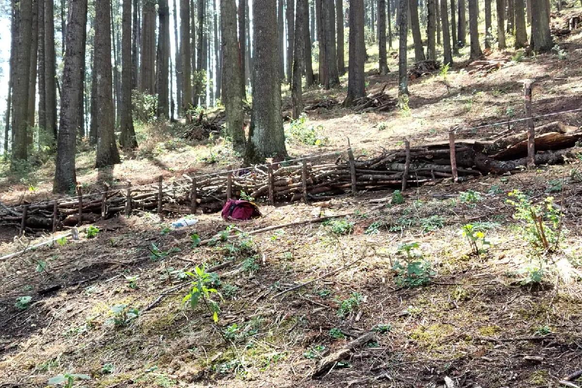 El bosque que da agua al Valle de México: Atlapulco entre balas, tala ilegal y una comunidad dividida