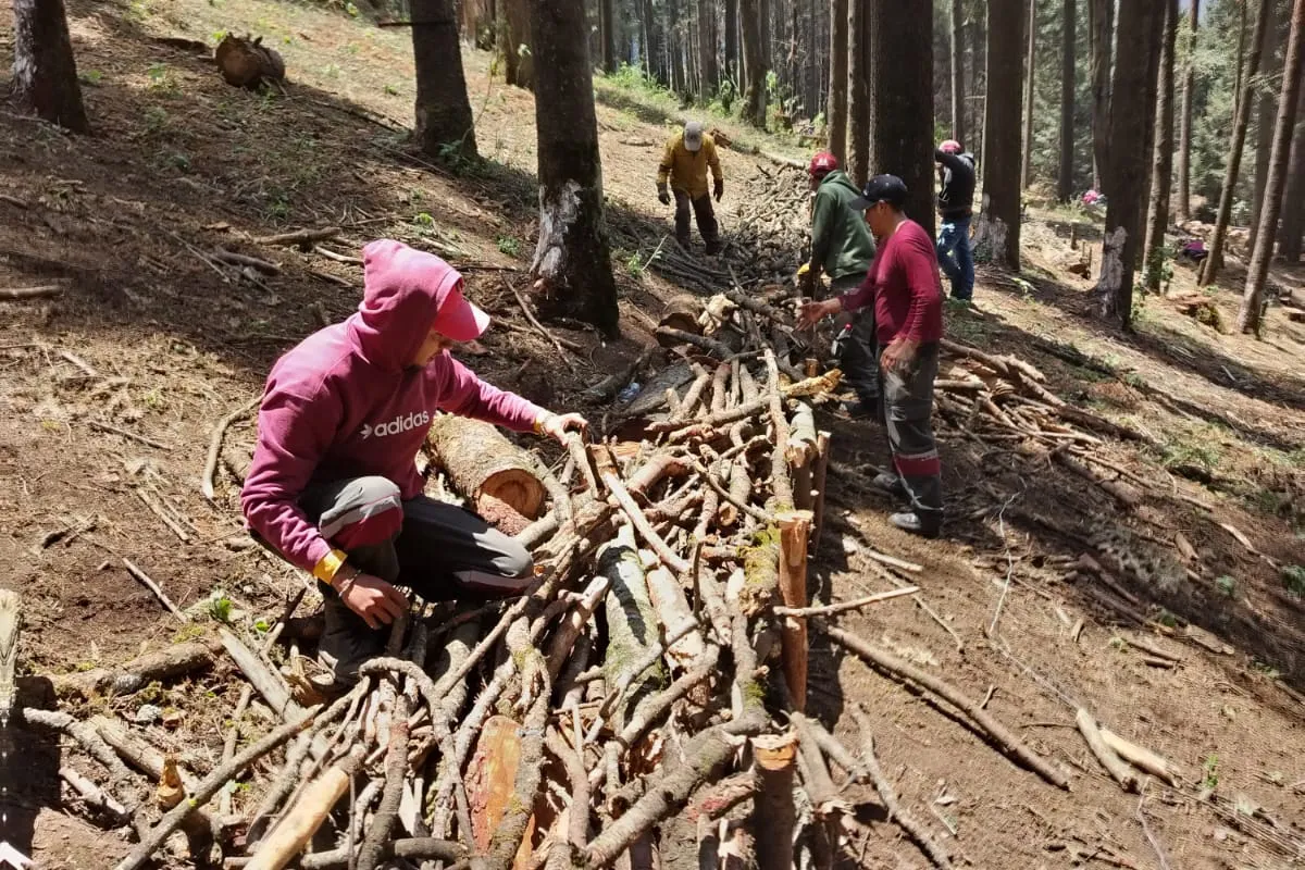 El bosque que da agua al Valle de México: Atlapulco entre balas, tala ilegal y una comunidad dividida