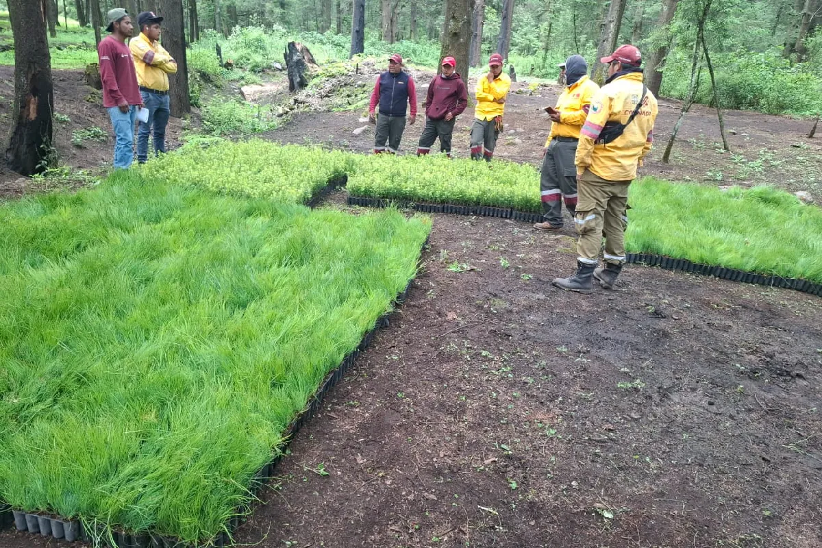El bosque que da agua al Valle de México: Atlapulco entre balas, tala ilegal y una comunidad dividida
