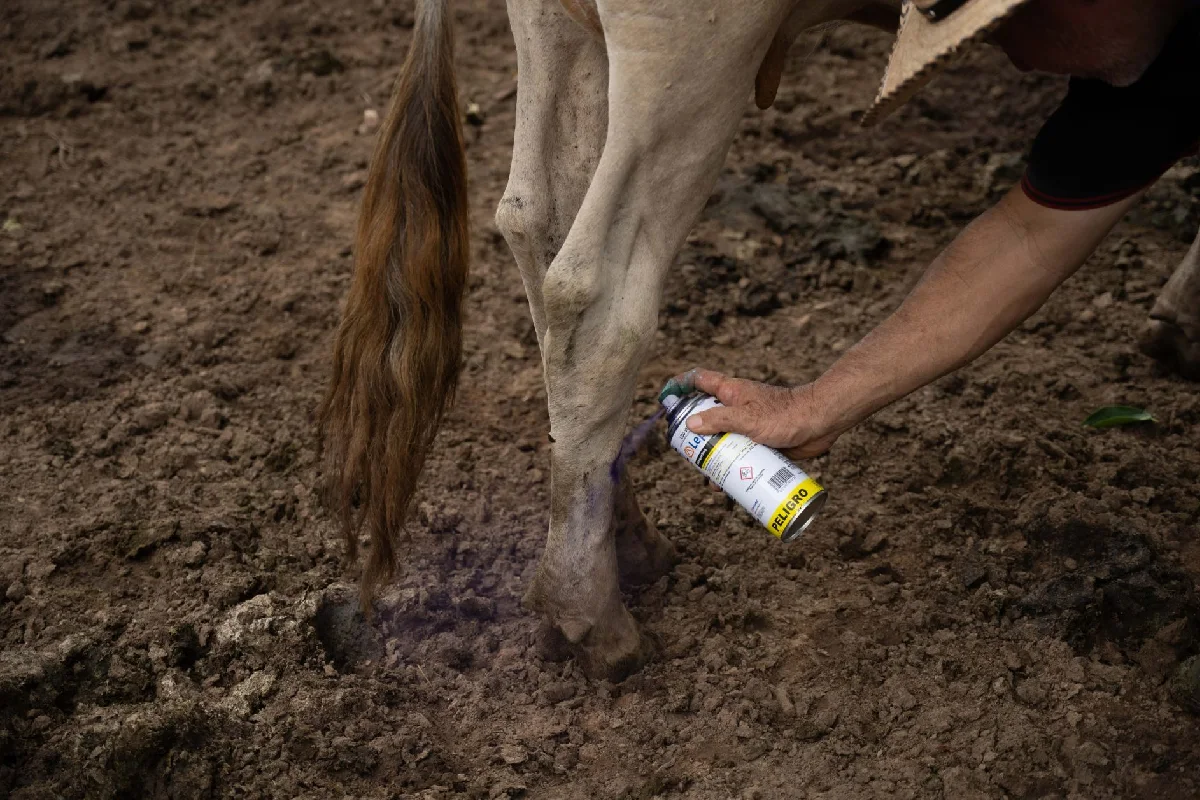 Una persona coloca un spray amarillo en la pata de una vaca contra el gusano barrenador.