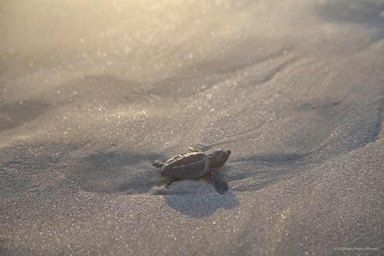 tortuga lora