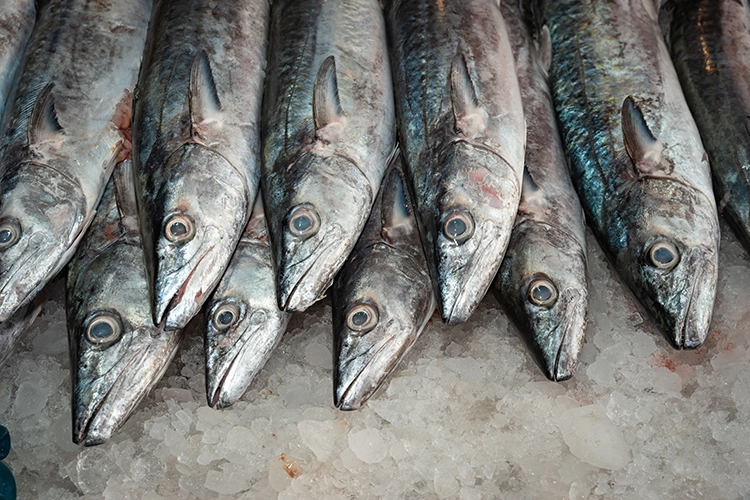 pesca ilegal