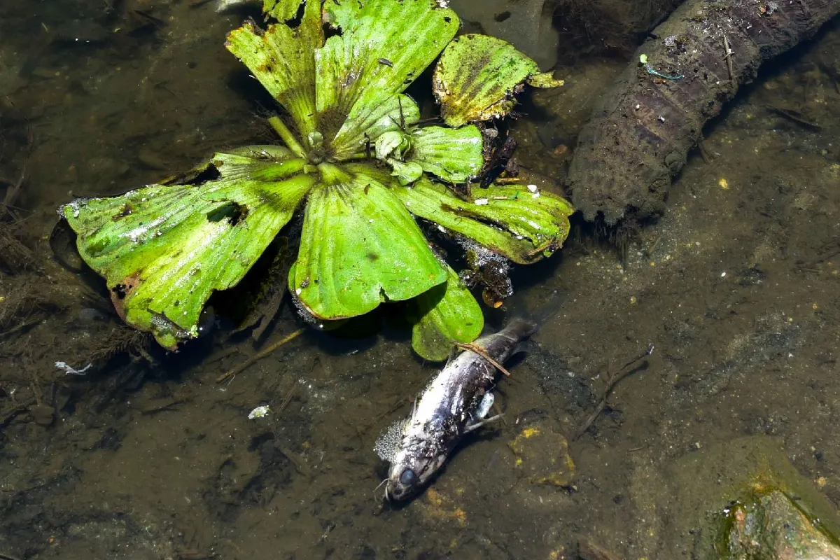 Peces muertos rio limon veracruz